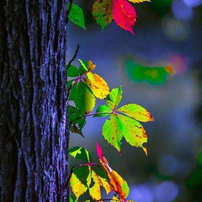 大发彩票app手机app下载